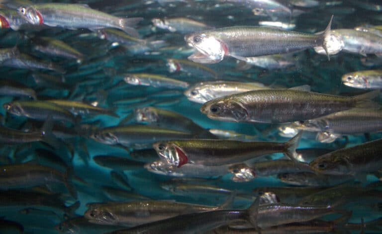 california anchovy engraulis mordax