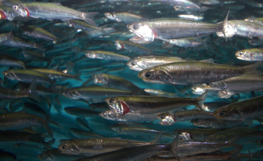 california anchovy engraulis mordax