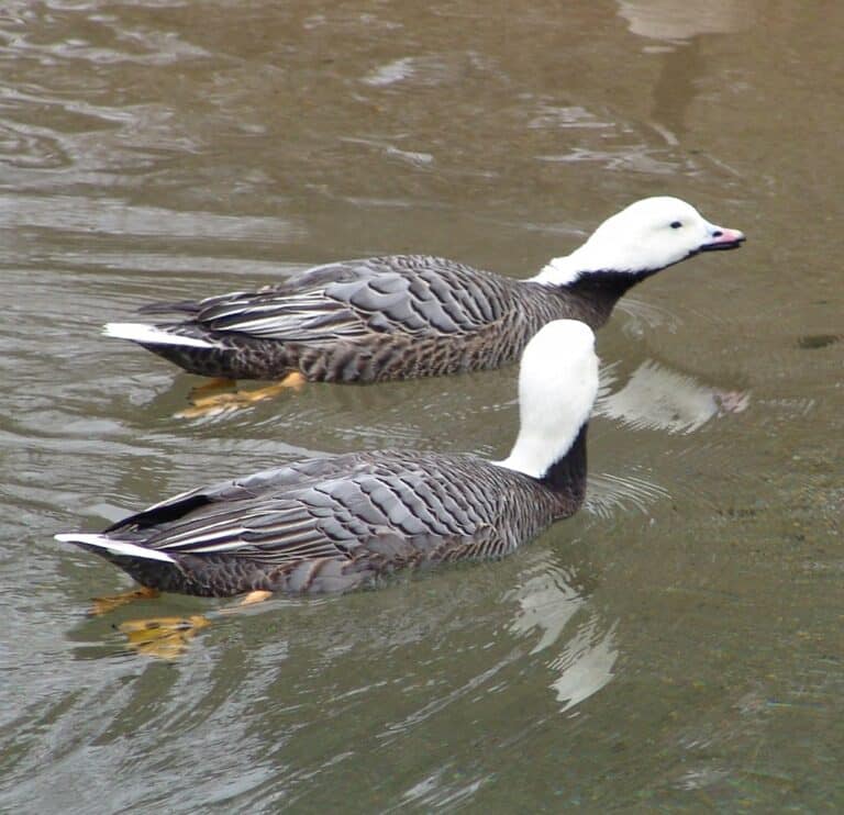 emperor goose {anser canagicus} emperor goose {anser canagicus}