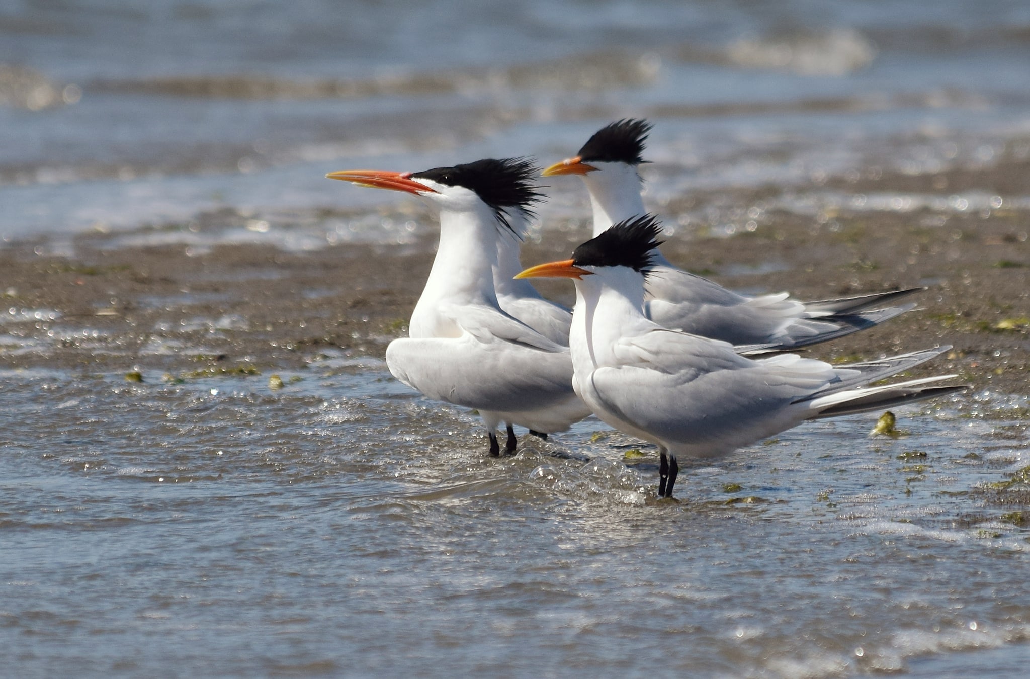 2022 04 16 thalasseus elegans, upper newport bay, california 1 2022 04 16 thalasseus elegans, upper newport bay, california 1 Elegant Tern
