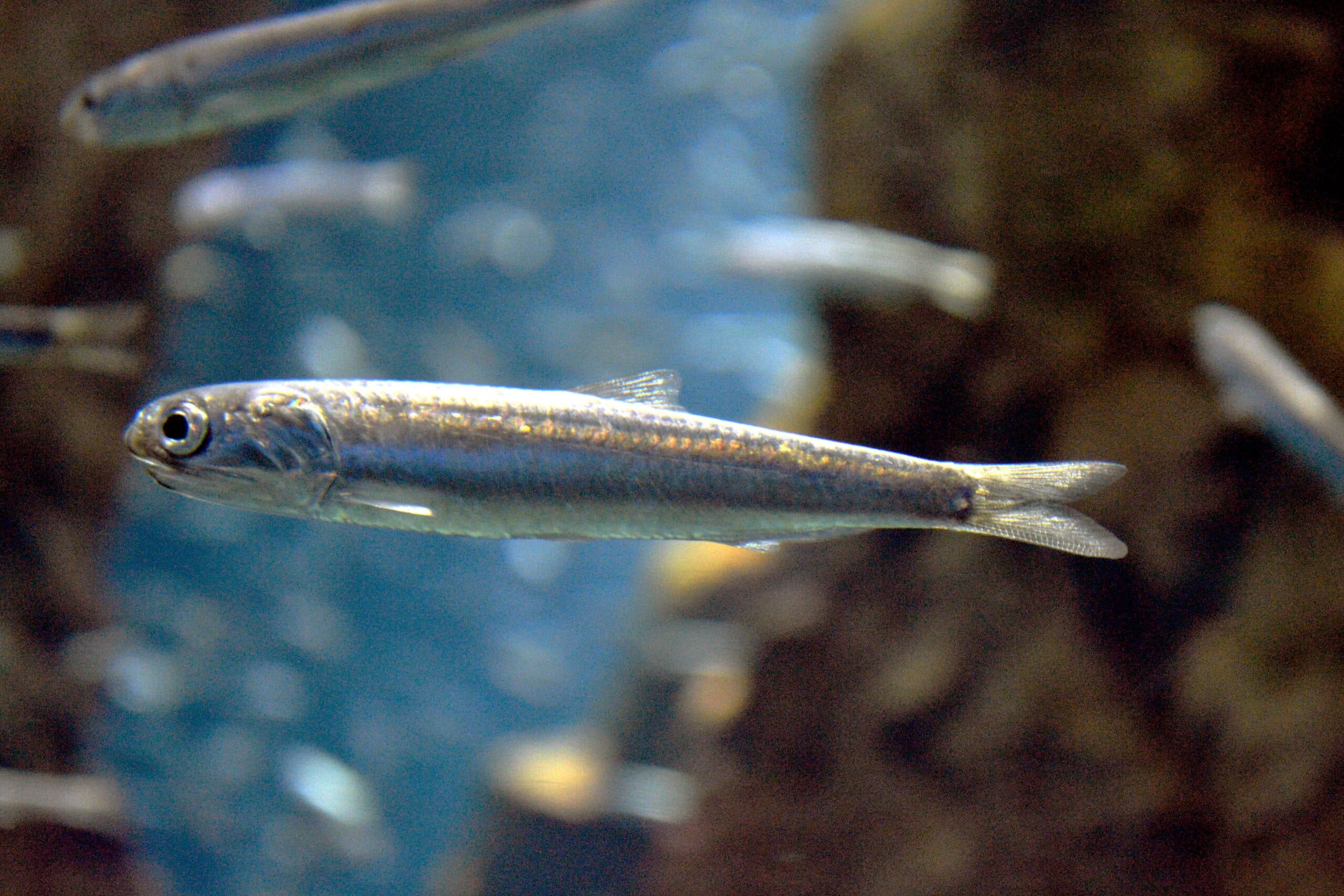 engraulis japonicus 01  Anchovies