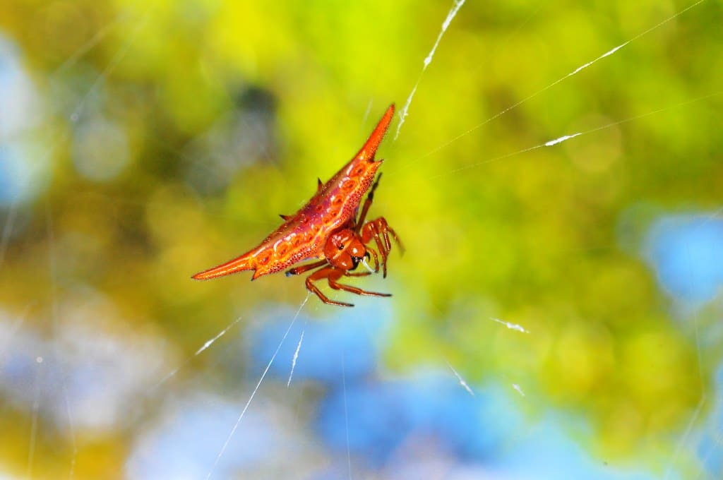 thorn spider thorn spider