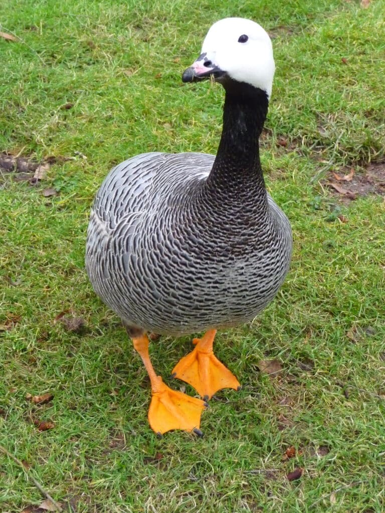 file:wasservogel 2010.jpg file:wasservogel 2010.jpg