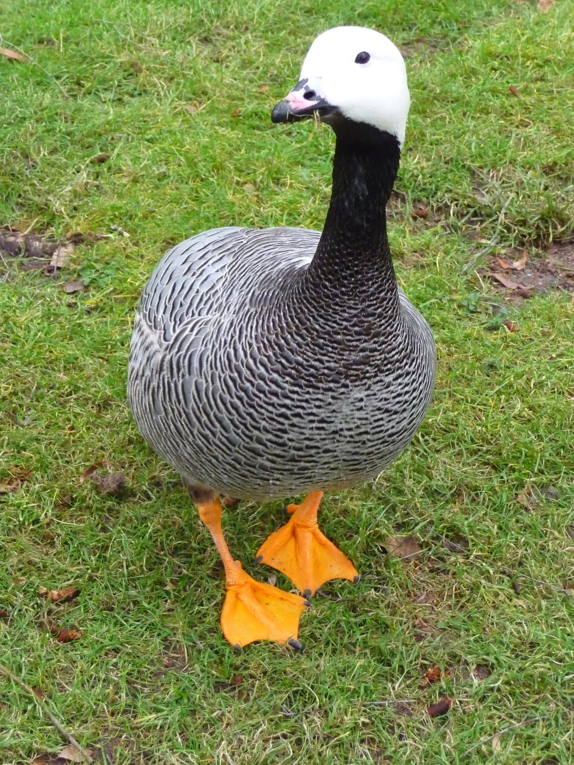 file:wasservogel 2010.jpg file:wasservogel 2010.jpg