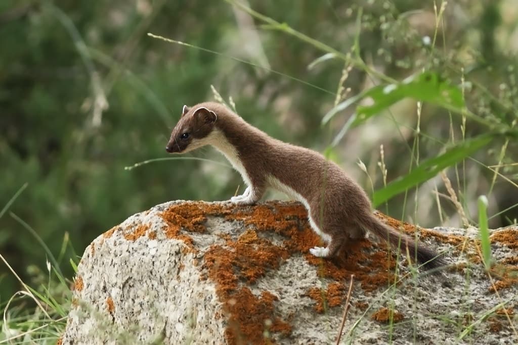 a stoat, mustela erminea in wild jispa, himachal pradesh india a stoat, mustela erminea in wild jispa, himachal pradesh india