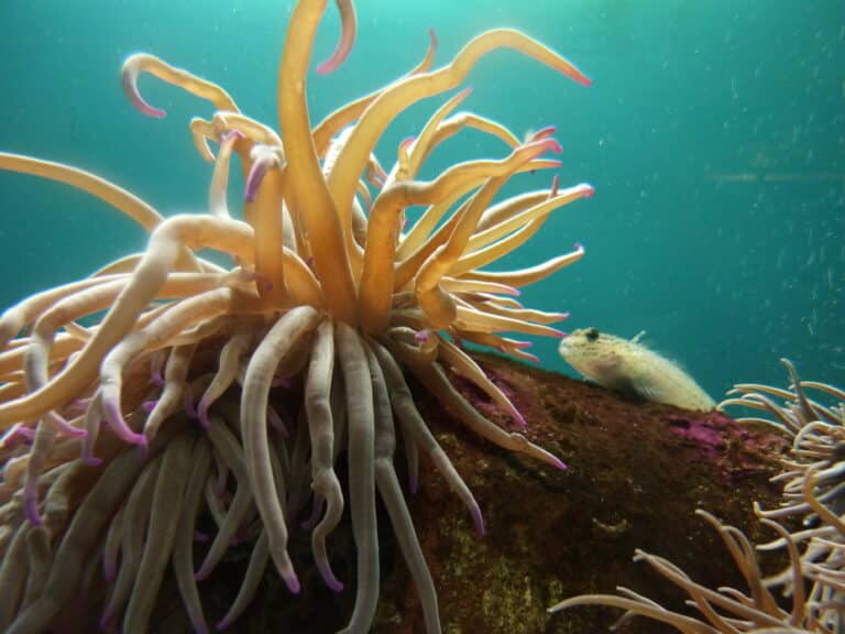 sea anemone in acquario dell’elba sea anemone in acquario dell’elba