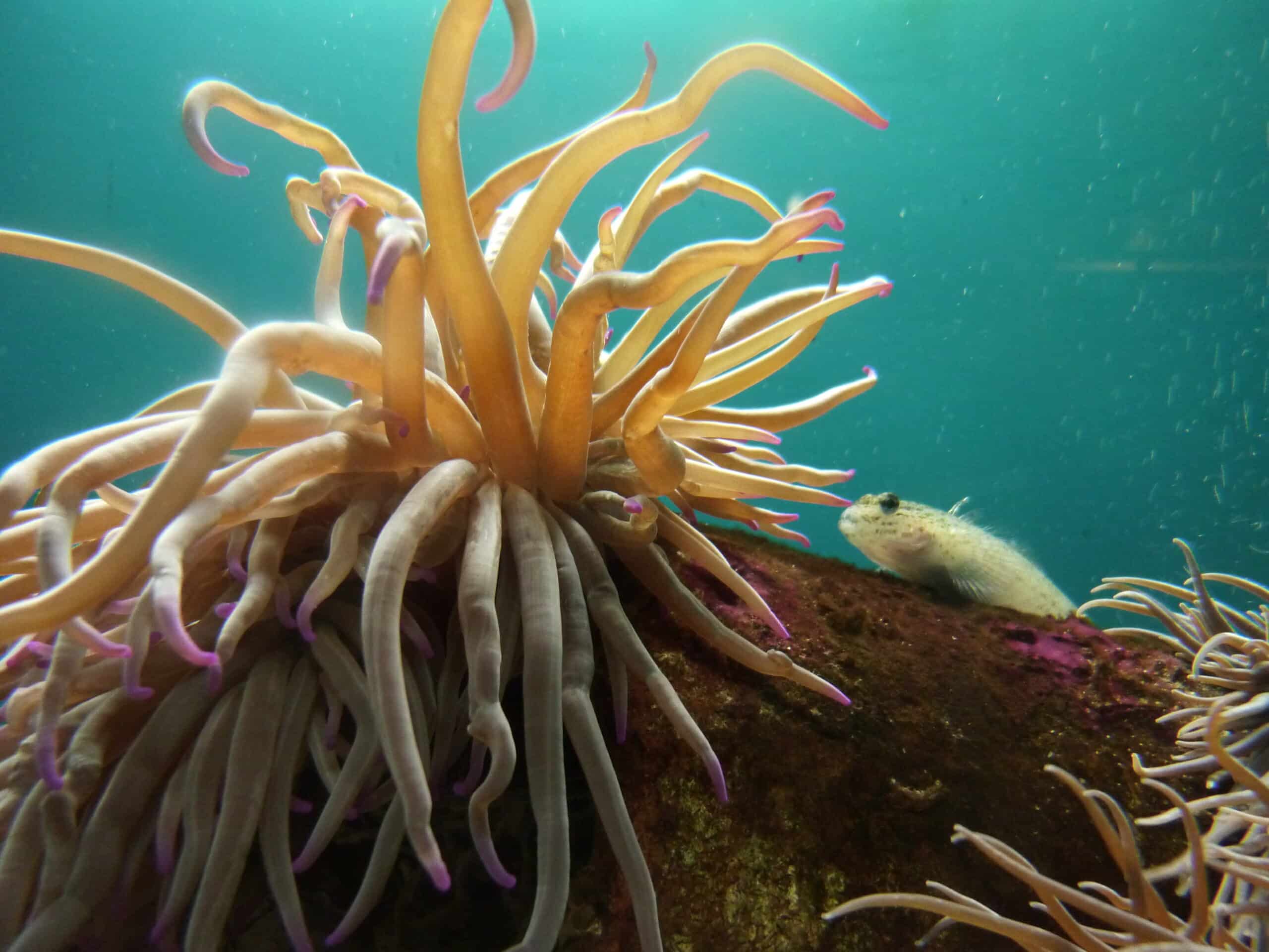 sea anemone in acquario dell’elba sea anemone in acquario dell’elba