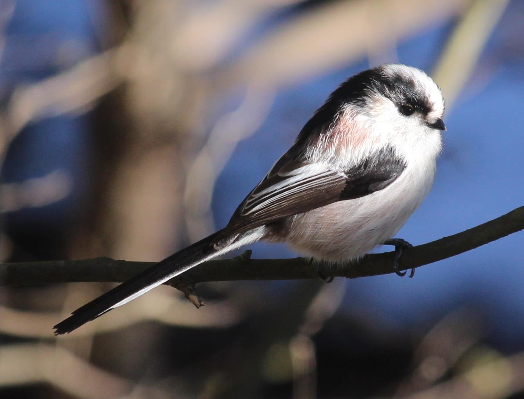 aegithalos caudatus trivirgatus (mount noko)