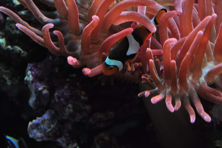 file:seattle aquarium 089 tropical pacific clownfish and sea anemone (16220139118).jpg file:seattle aquarium 089 tropical pacific clownfish and sea anemone (16220139118).jpg