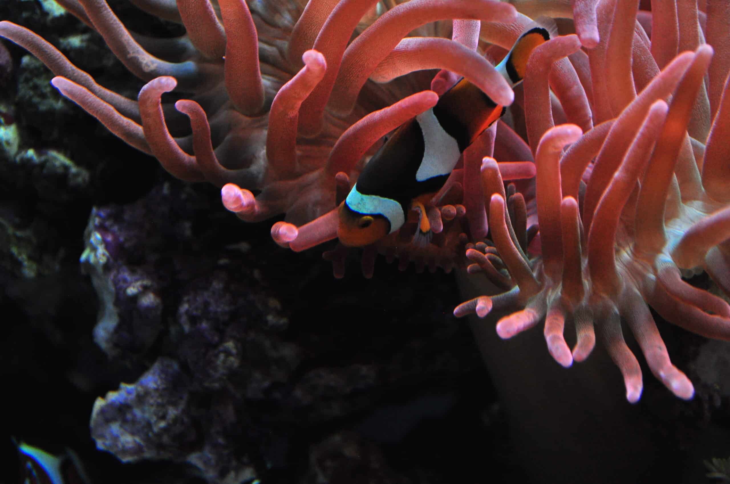 file:seattle aquarium 089 tropical pacific clownfish and sea anemone (16220139118).jpg file:seattle aquarium 089 tropical pacific clownfish and sea anemone (16220139118).jpg