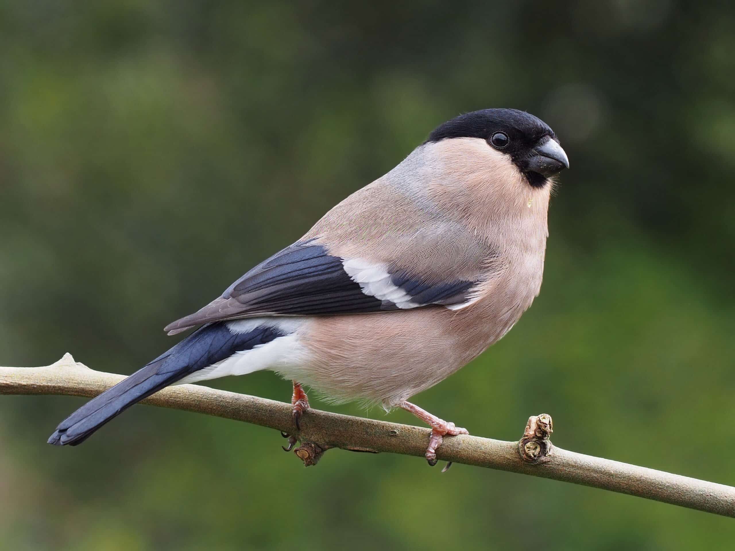 pyrrhula pyrrhula female 2