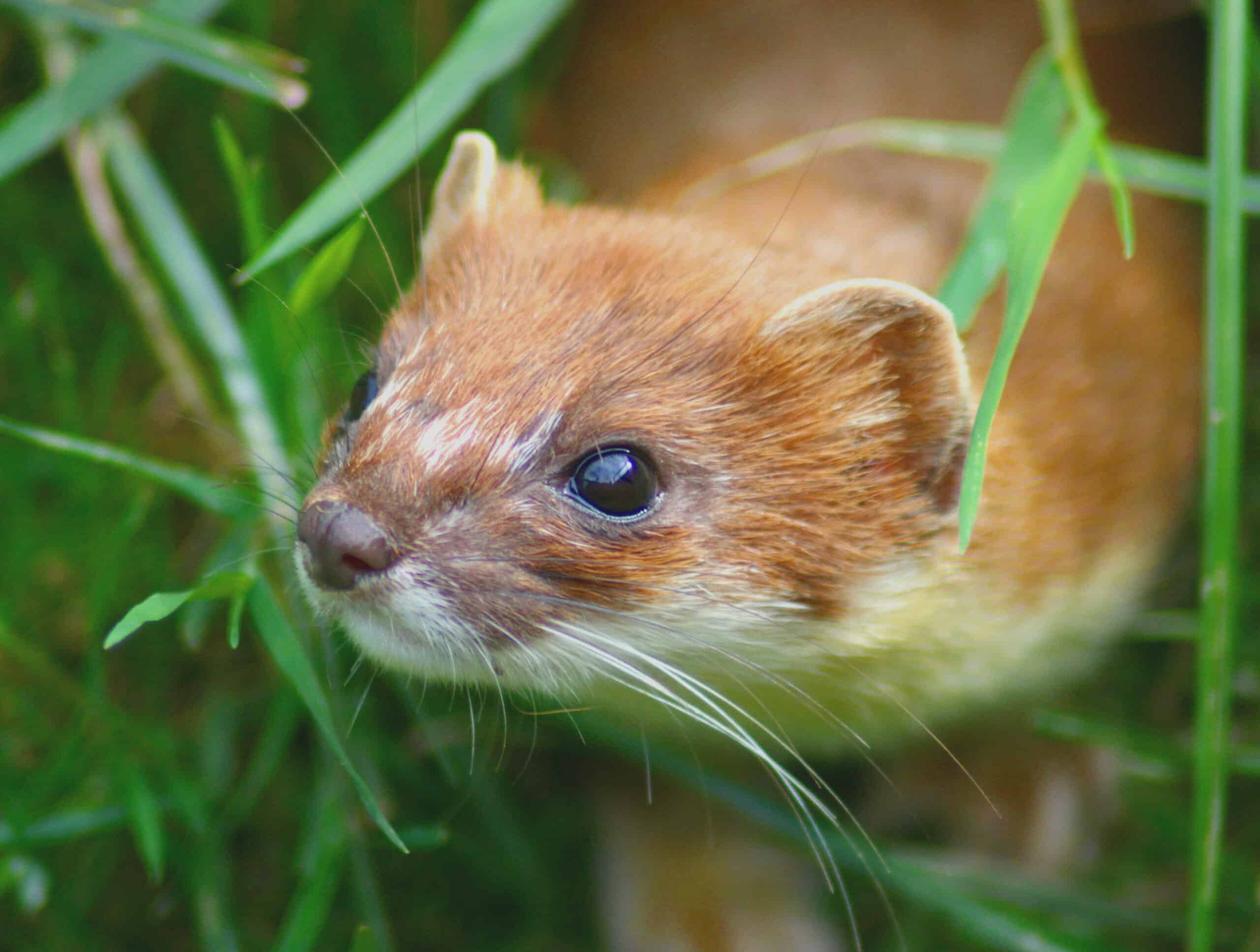 mustela erminea head mustela erminea head