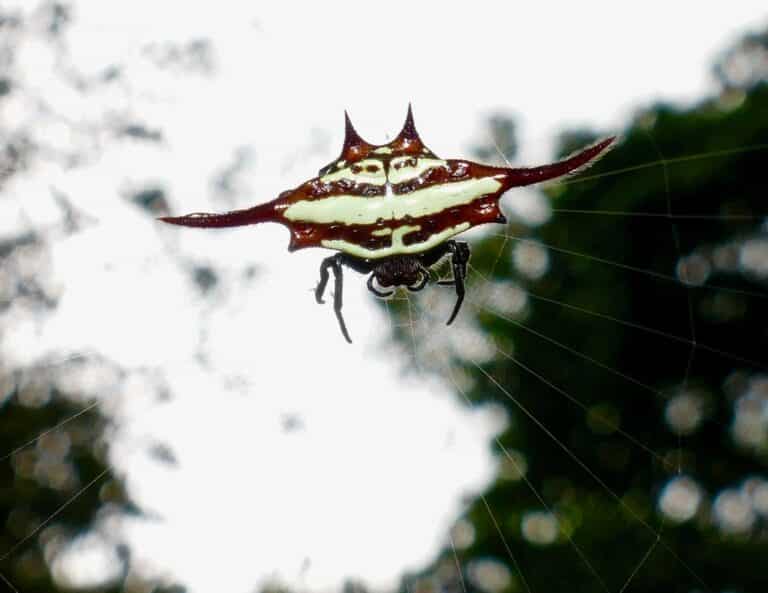 long winged kite spider (gasteracantha versicolor) on web … long winged kite spider (gasteracantha versicolor) on web …