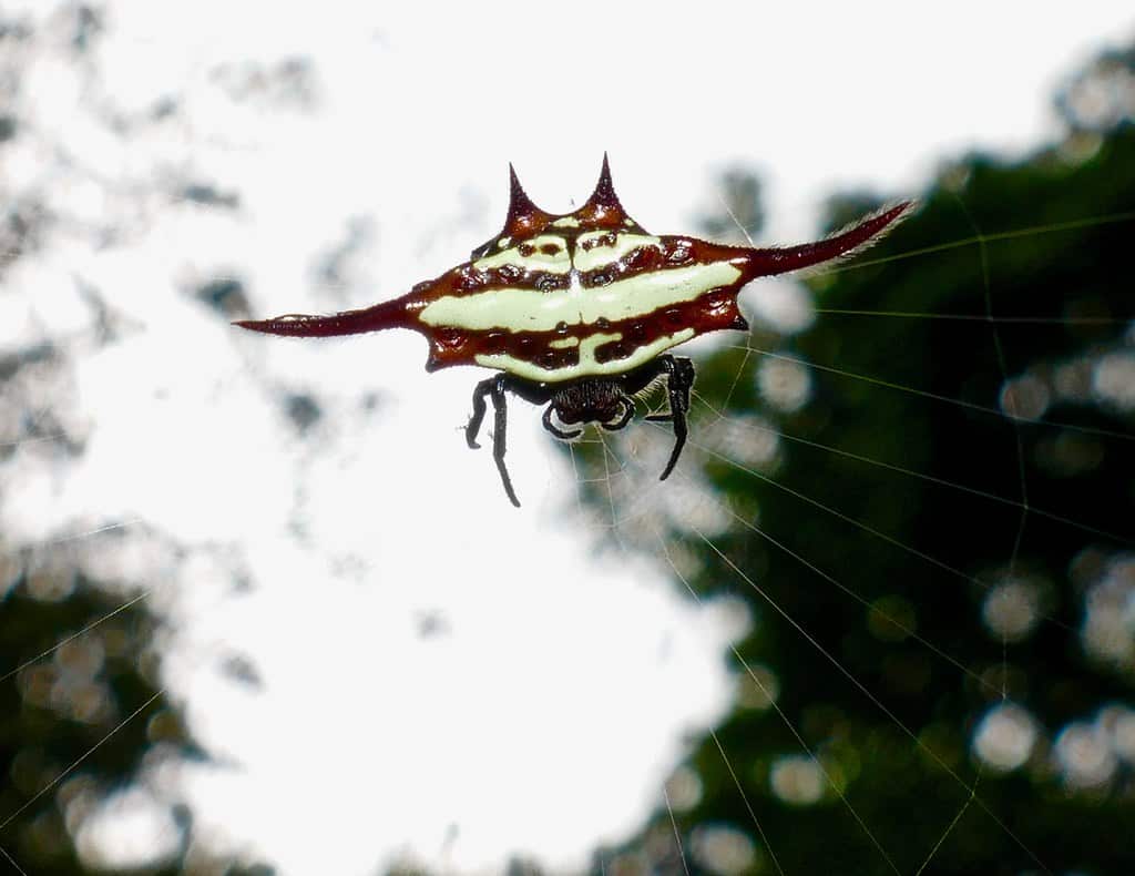 long winged kite spider (gasteracantha versicolor) on web … long winged kite spider (gasteracantha versicolor) on web …