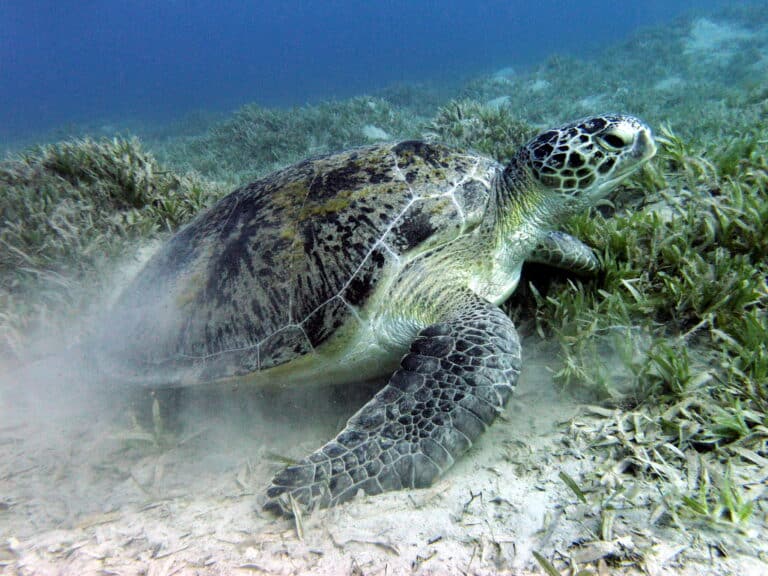 green sea turtle near marsa alam