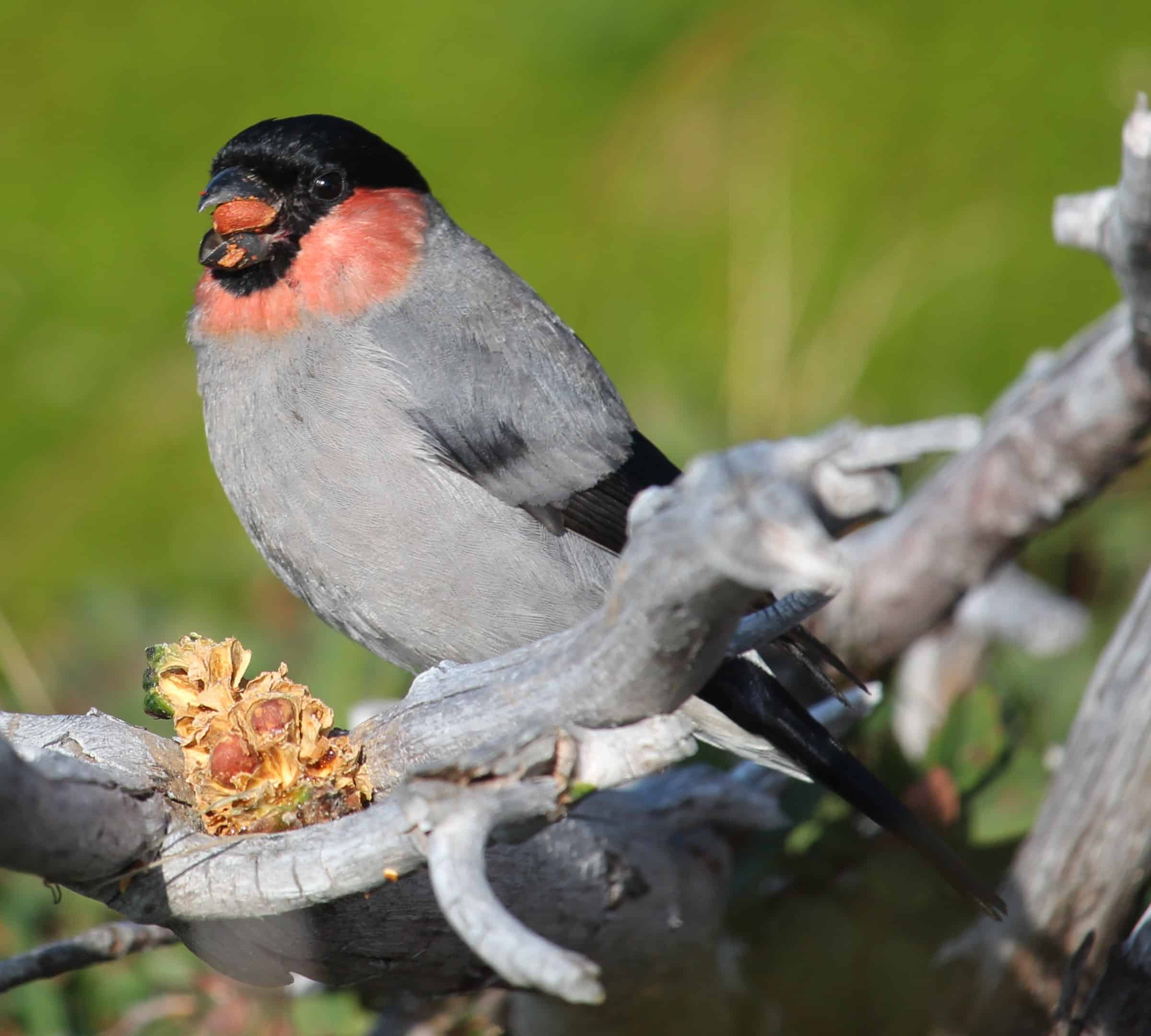 pyrrhula pyrrhula griseiventris (male)