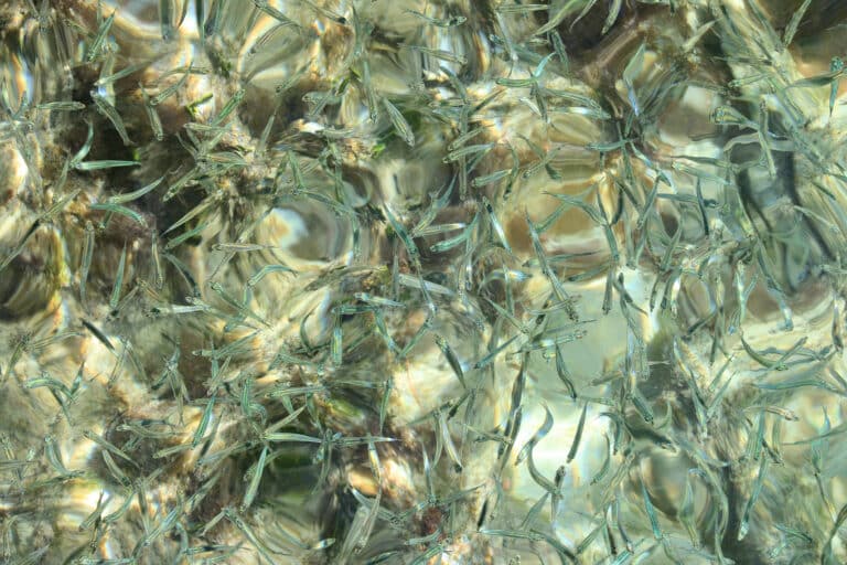 inshore forage fish, prob anchovies, bahamas 9987 enh