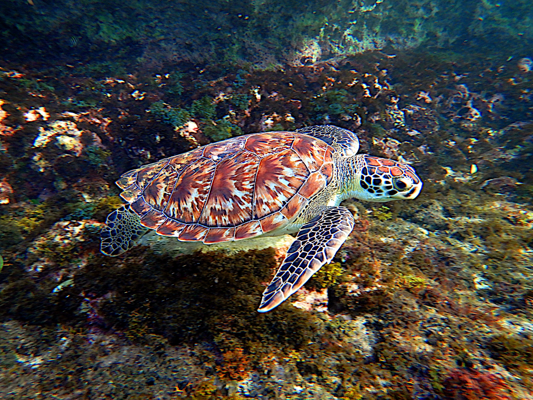 hawksbill sea turtle (eretmochelys imbricata)