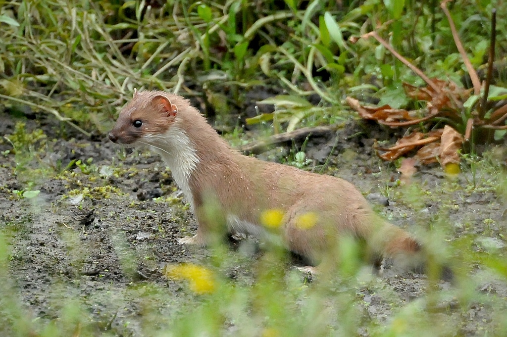 stoat (mustela erminea) stoat (mustela erminea)