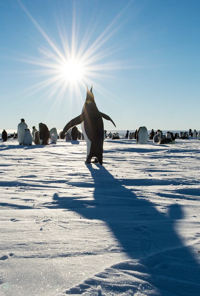 emperor penguin (aptenodytes forsteri)