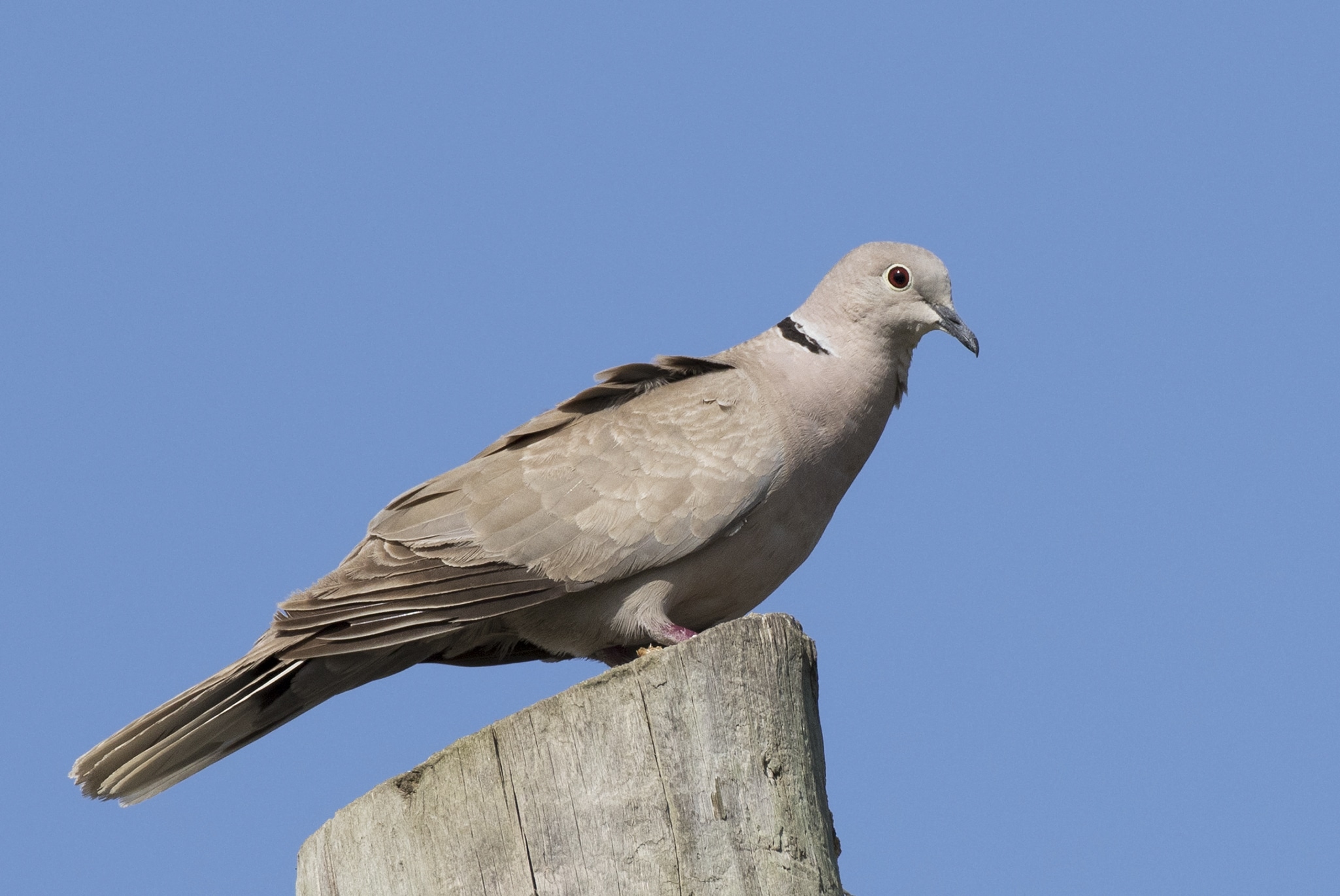streptopelia decaocto eurasian collared dove 05 streptopelia decaocto eurasian collared dove 05
