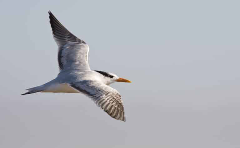 elegant tern (thalasseus elegans) elegant tern (thalasseus elegans)