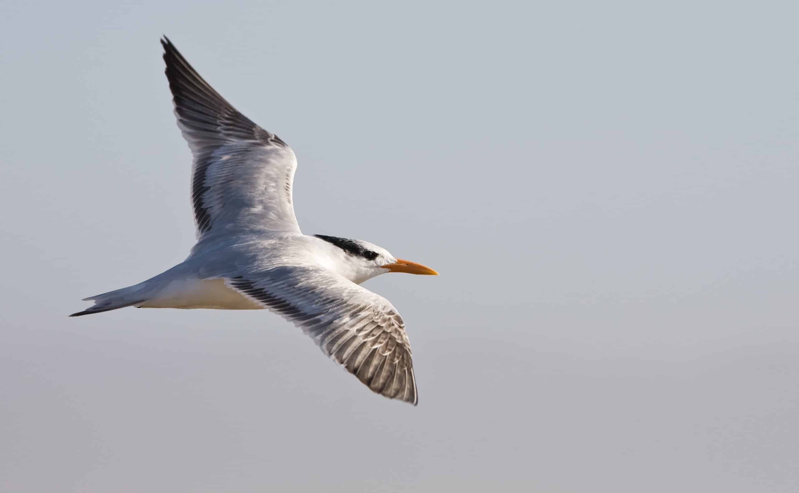 elegant tern (thalasseus elegans) elegant tern (thalasseus elegans)