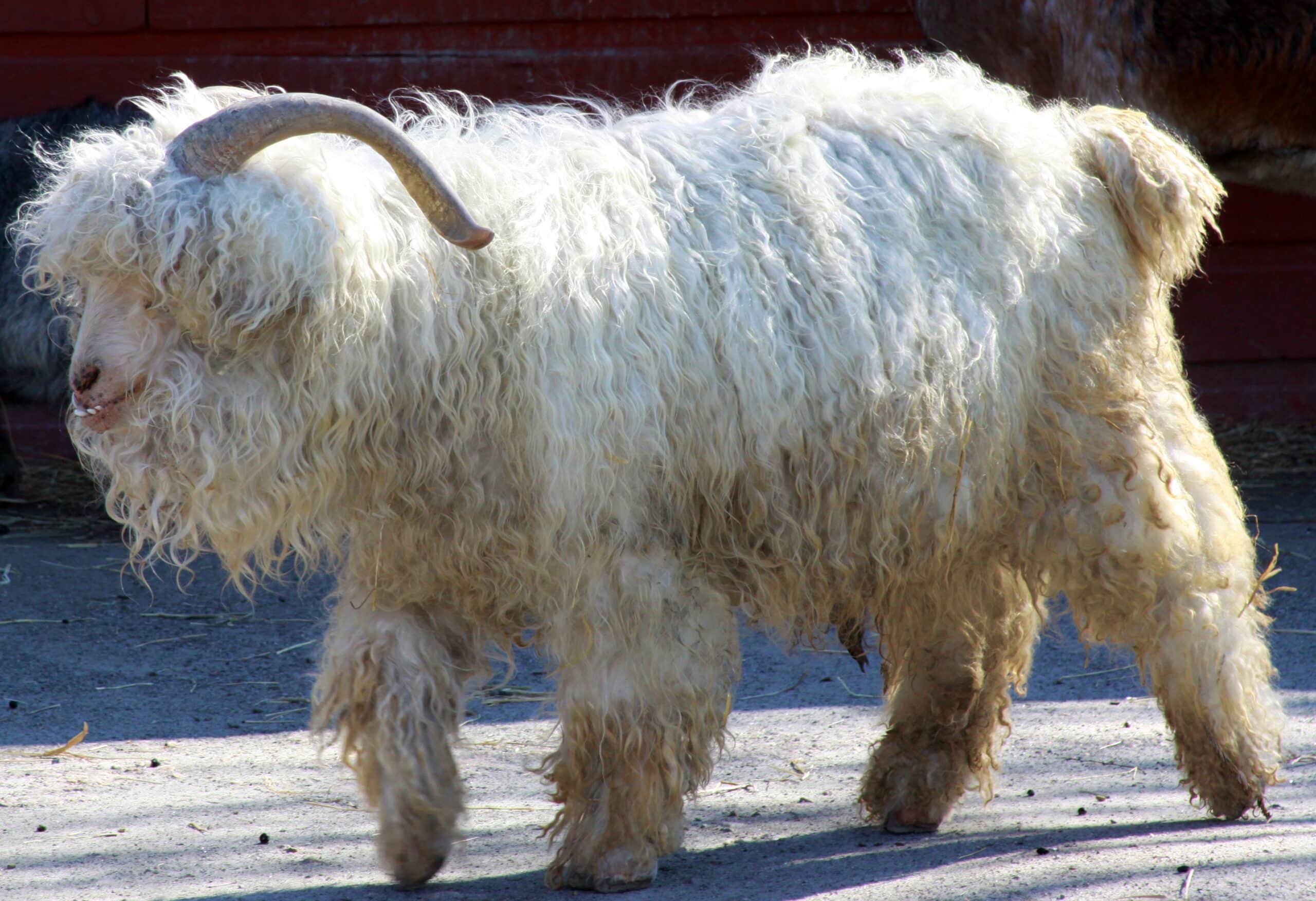 angora goat (capra hircus)