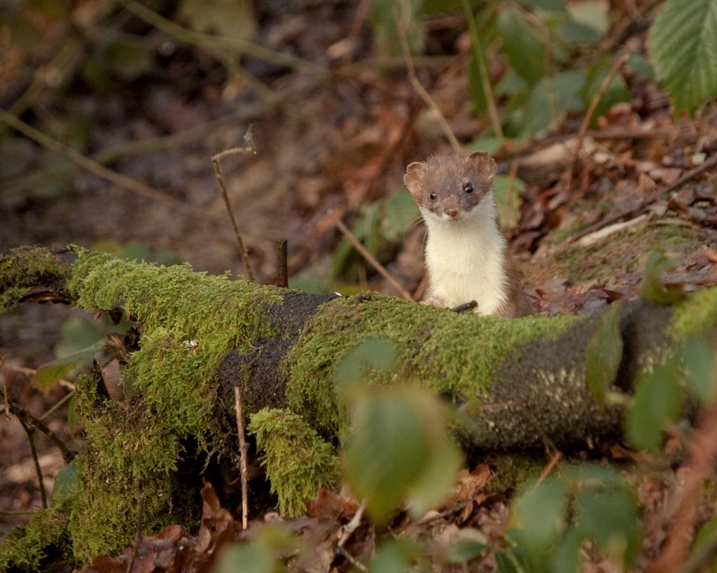 stoat (mustela erminea) stoat (mustela erminea)