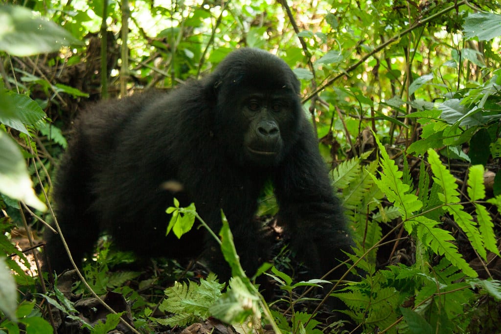 male mountain gorilla (5 y.o.) bwindi impenatrable forest, uganda male mountain gorilla (5 y.o.) bwindi impenatrable forest, uganda