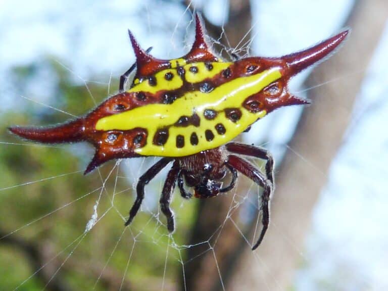 file:gasteracantha versicolor, krantzkloof natuurreservaat, c.jpg file:gasteracantha versicolor, krantzkloof natuurreservaat, c.jpg