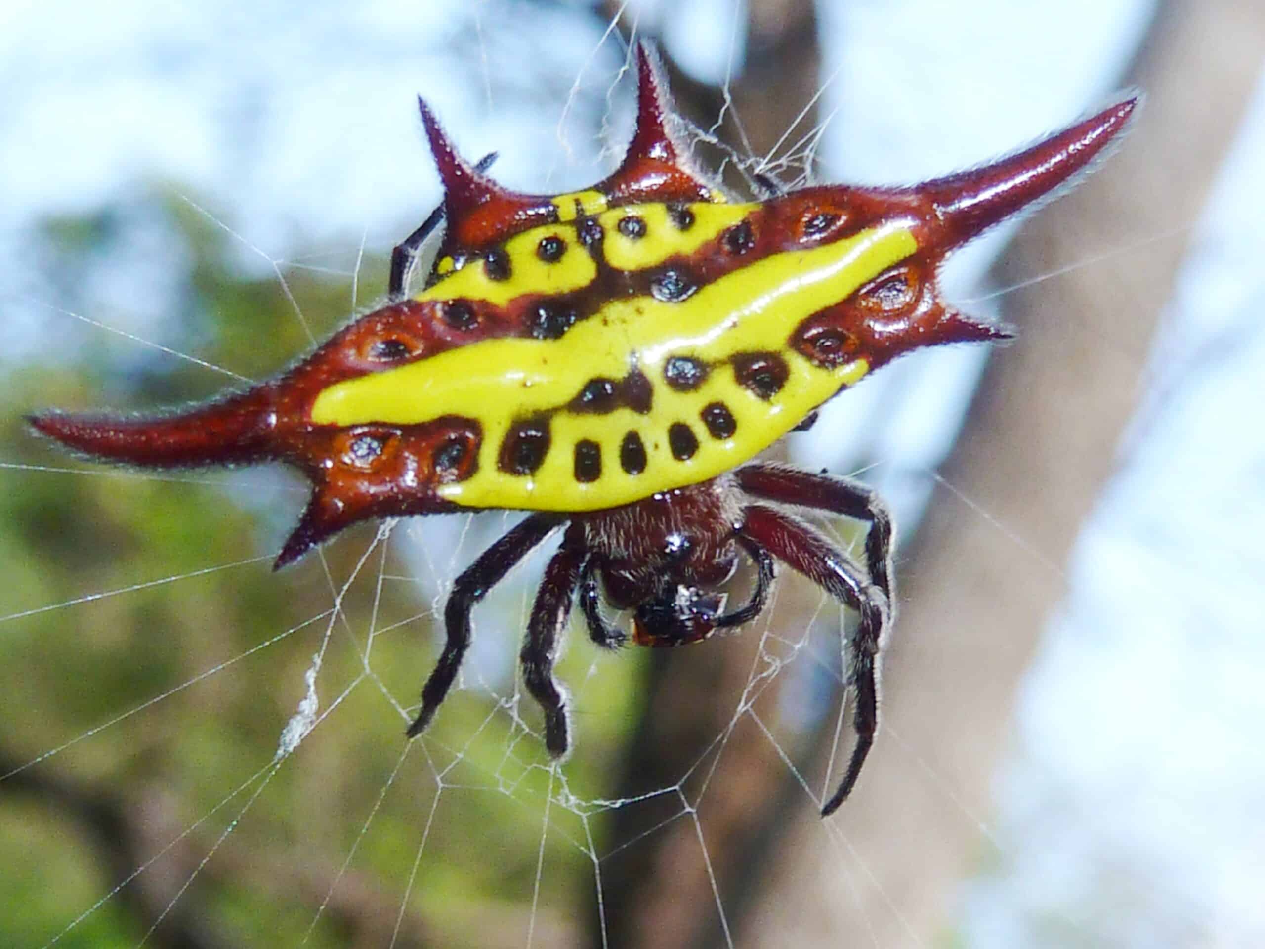 file:gasteracantha versicolor, krantzkloof natuurreservaat, c.jpg file:gasteracantha versicolor, krantzkloof natuurreservaat, c.jpg