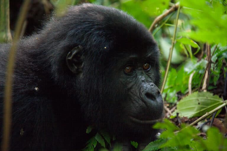 male mountain gorilla (5 y.o.) bwindi impenatrable forest, uganda male mountain gorilla (5 y.o.) bwindi impenatrable forest, uganda