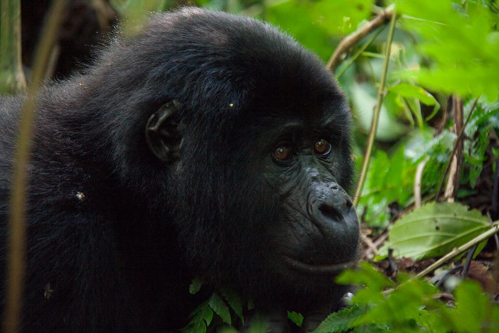 male mountain gorilla (5 y.o.) bwindi impenatrable forest, uganda male mountain gorilla (5 y.o.) bwindi impenatrable forest, uganda