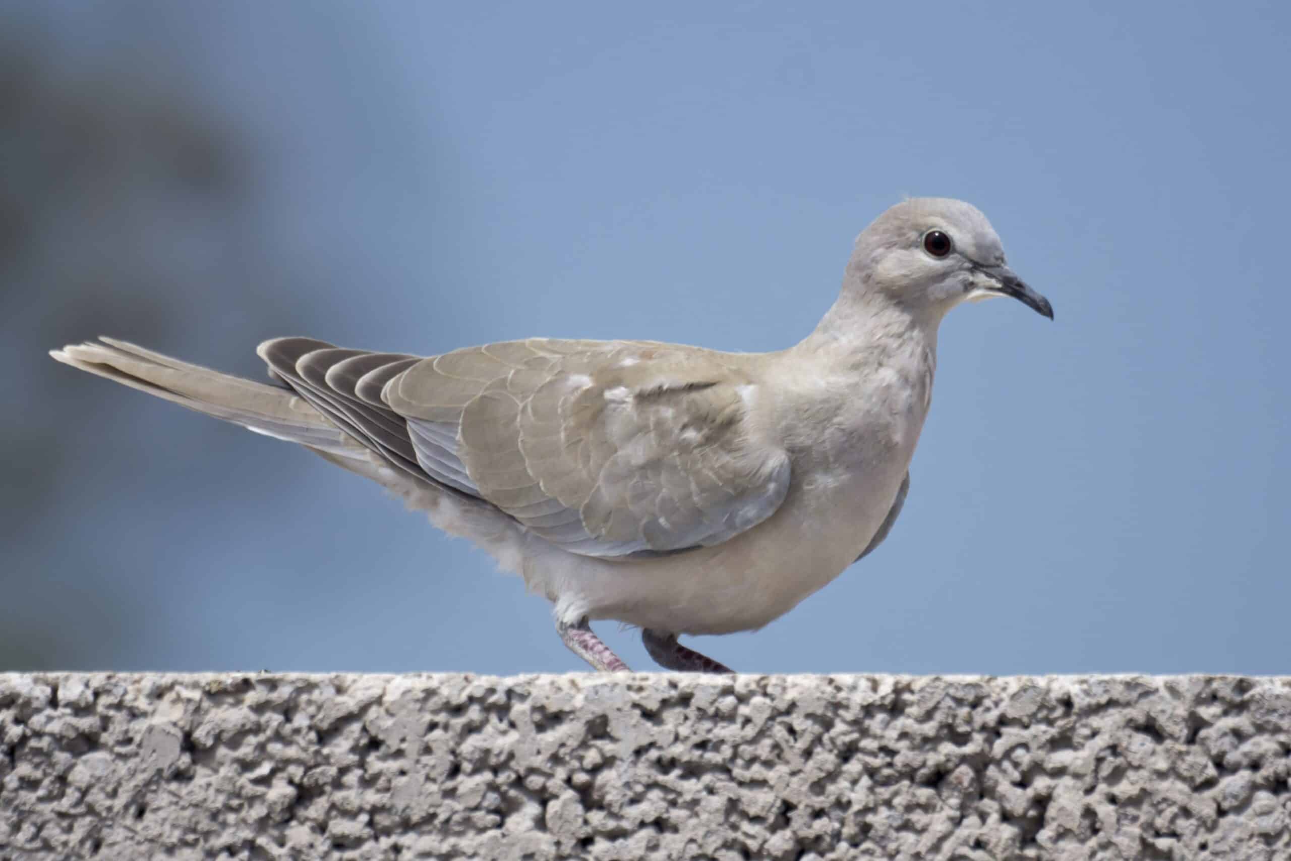 streptopelia decaocto gran canaria, canary islands, spain juvenile 8 streptopelia decaocto gran canaria, canary islands, spain juvenile 8
