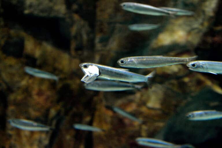 engraulis japonicus 02