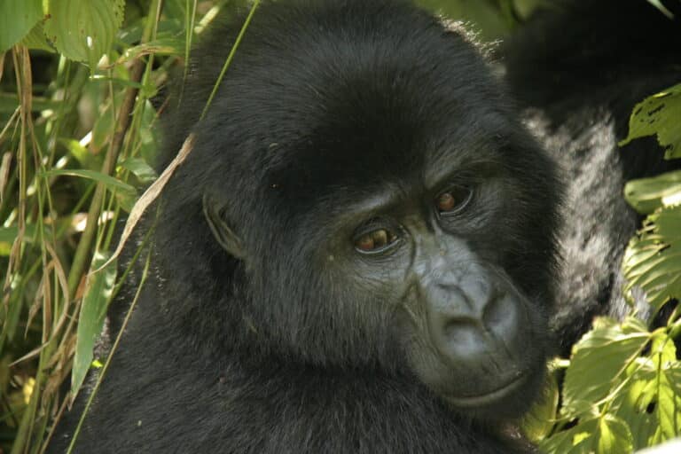 mountain gorilla from nkuringo group bwindi impenetrable forest, uganda mountain gorilla from nkuringo group bwindi impenetrable forest, uganda