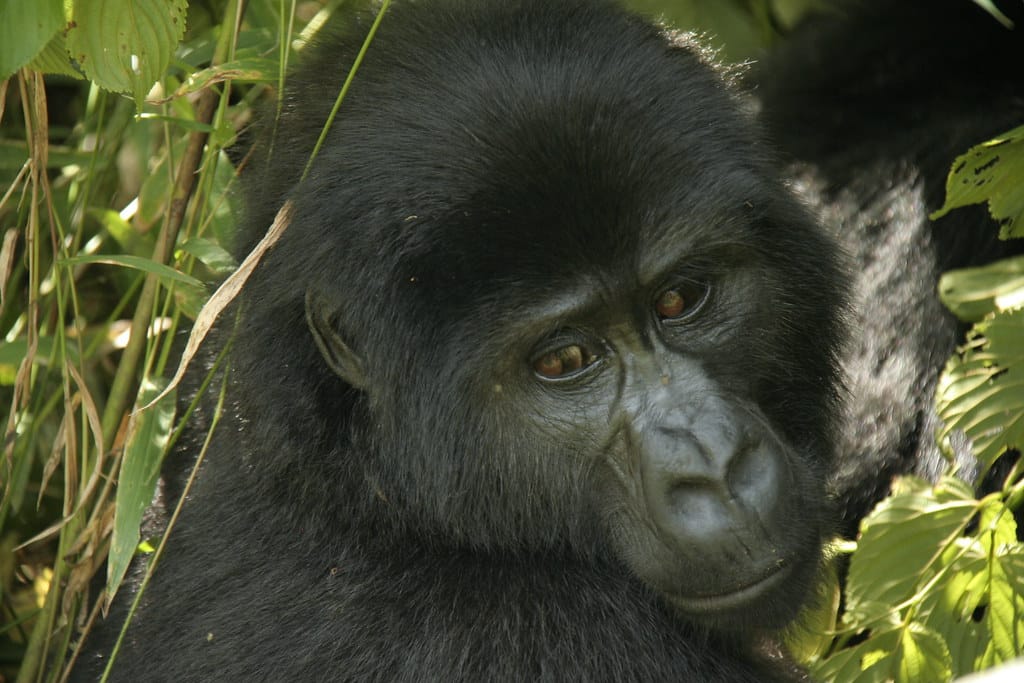 mountain gorilla from nkuringo group bwindi impenetrable forest, uganda mountain gorilla from nkuringo group bwindi impenetrable forest, uganda