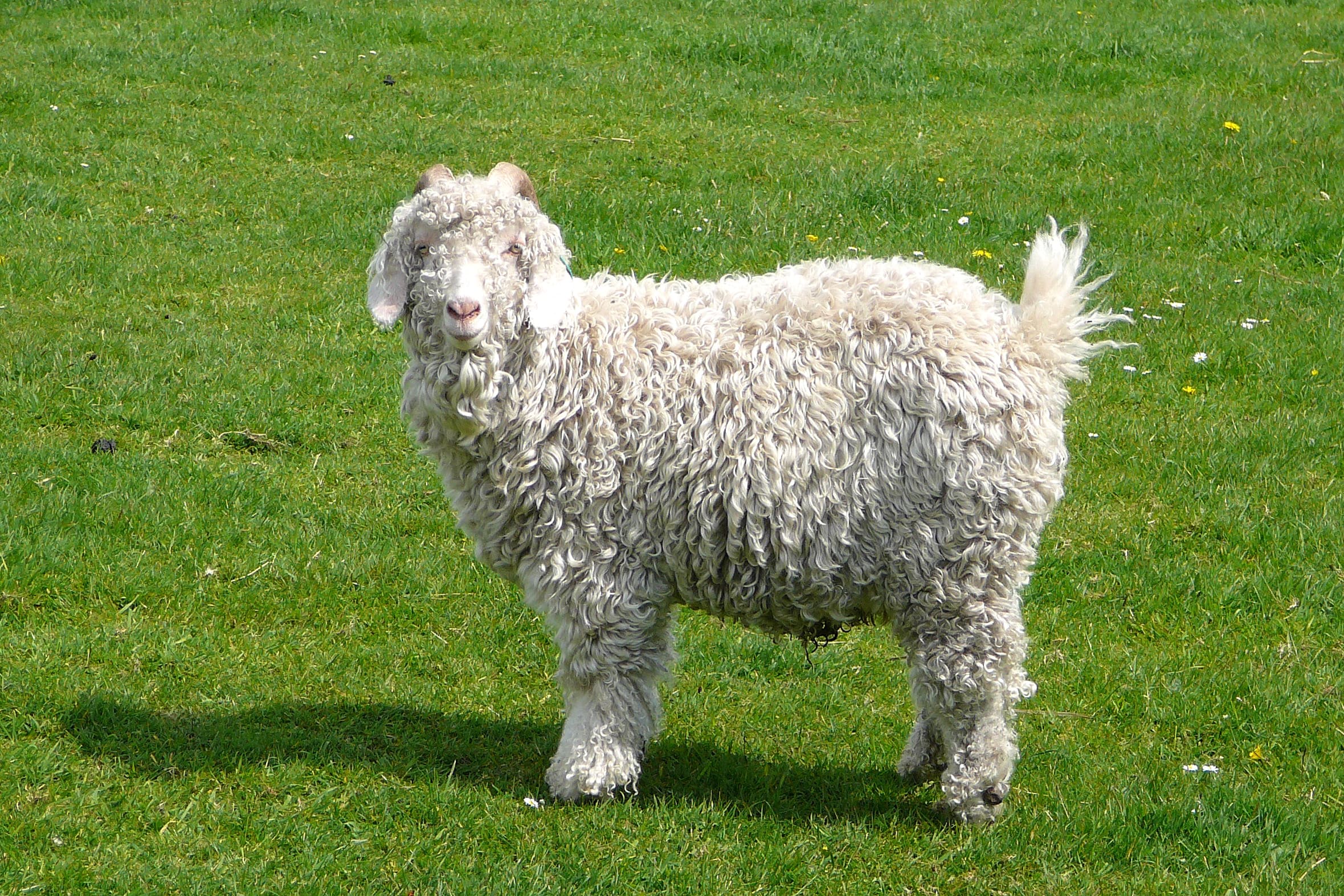 angora goat flickr