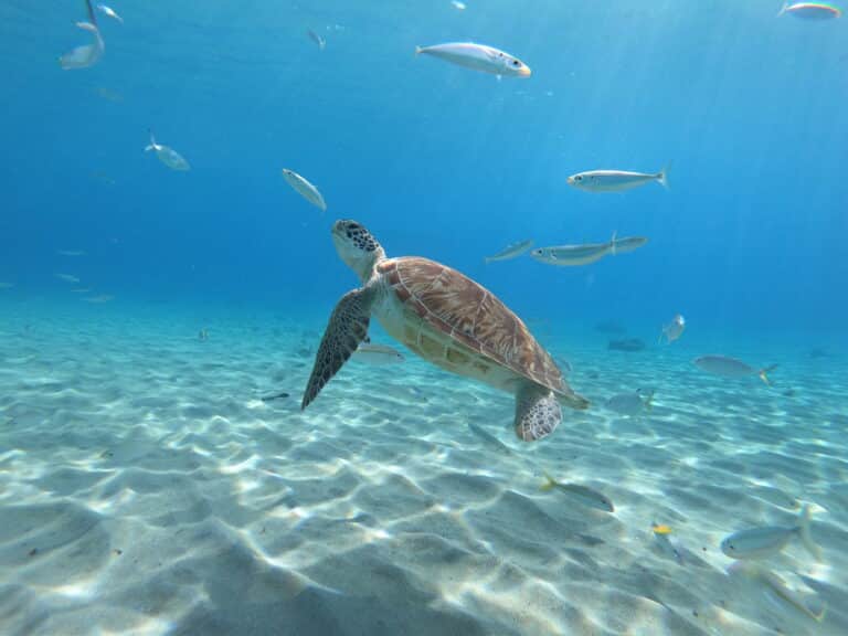 green sea turtle, curaçao