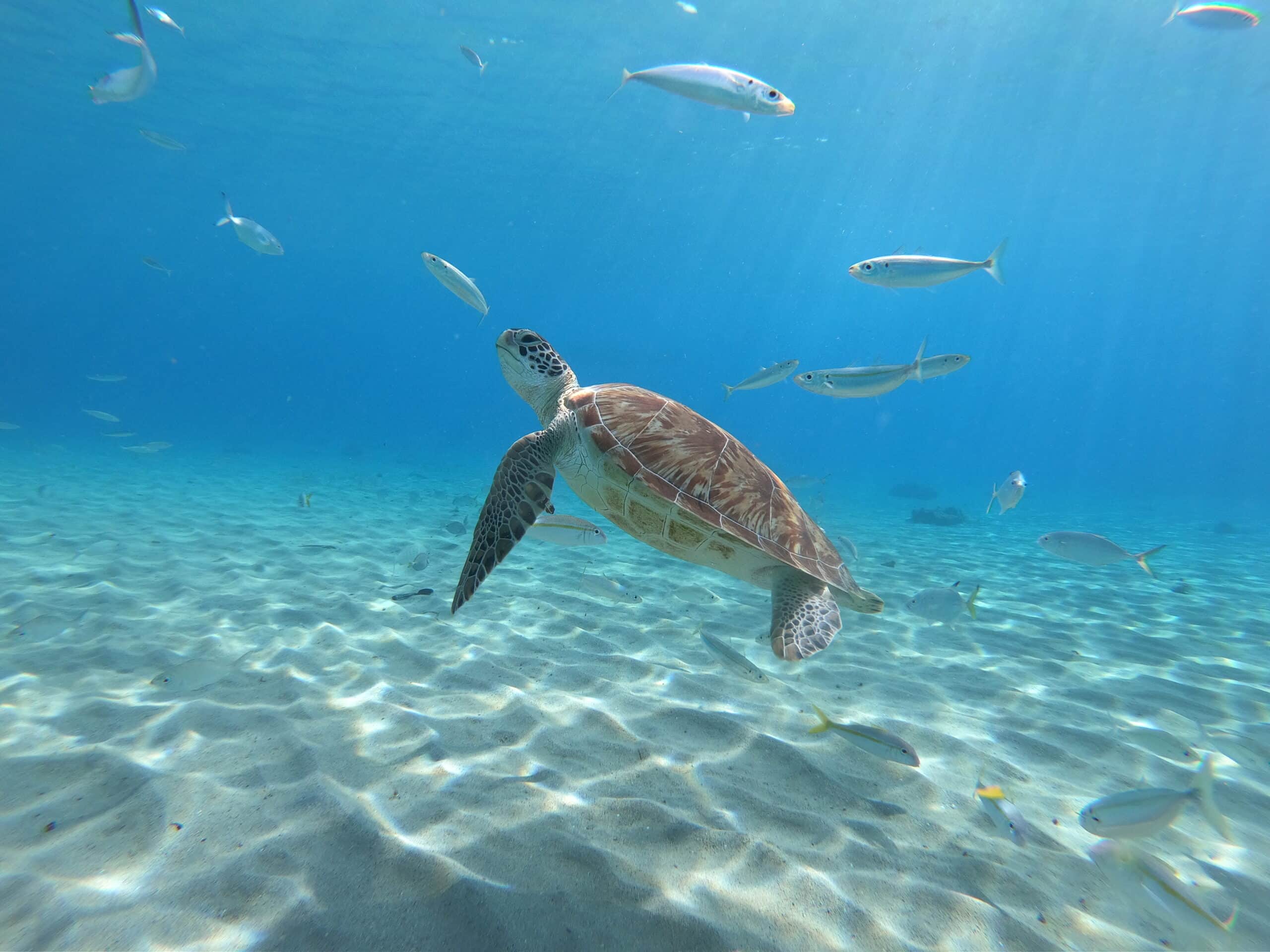 green sea turtle, curaçao