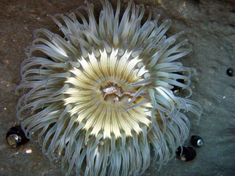 sea anemone in tidepools sea anemone in tidepools