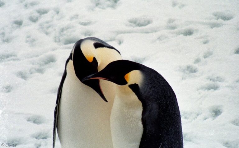 tenderness