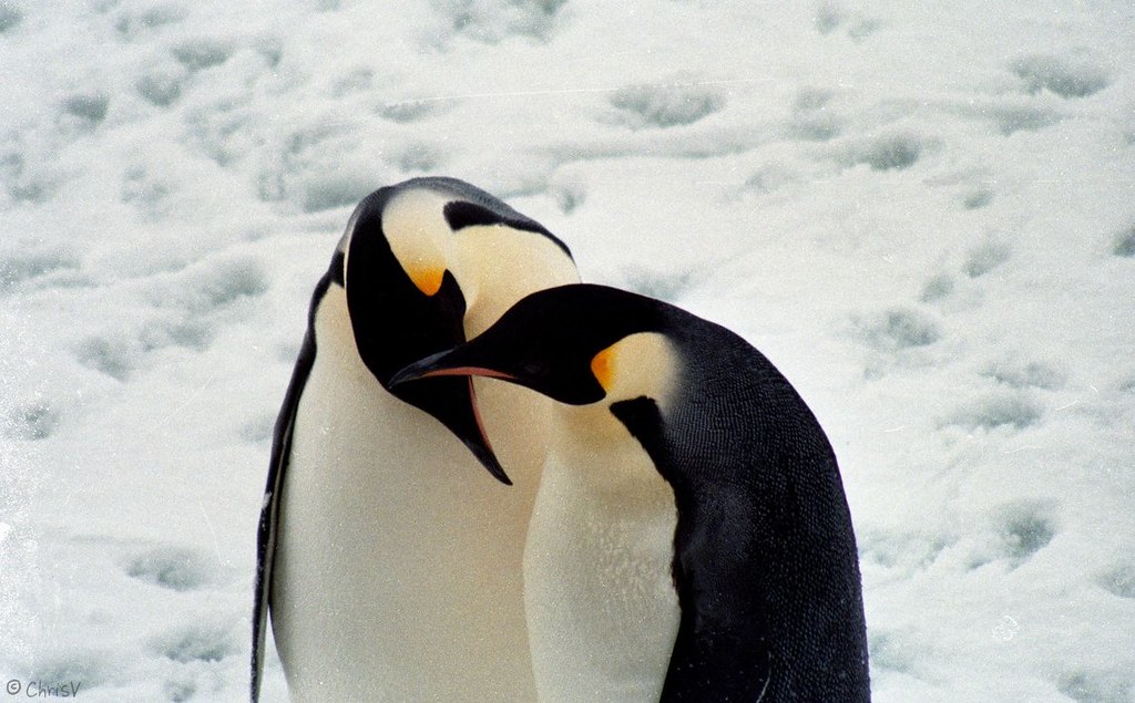 tenderness