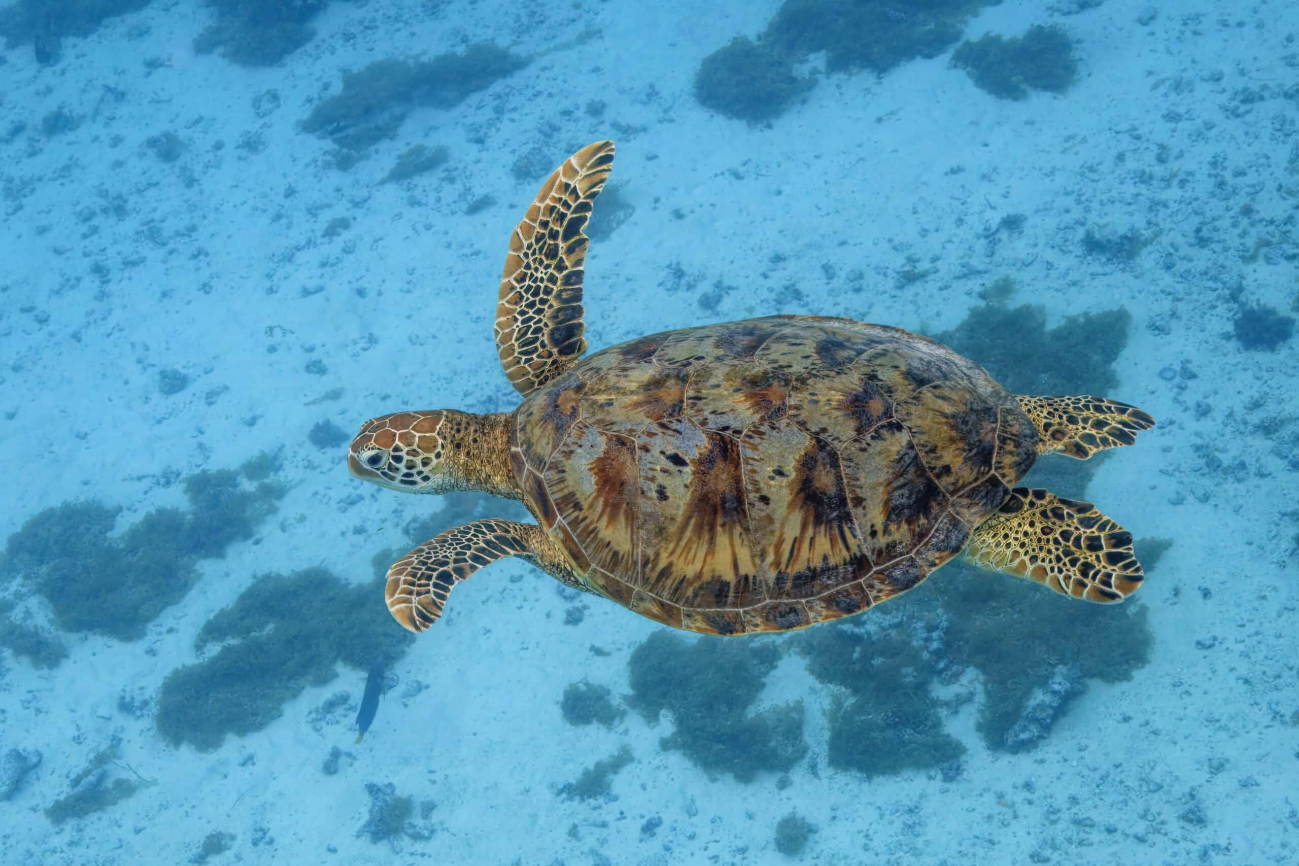 green sea turtle (chelonia mydas) moorea