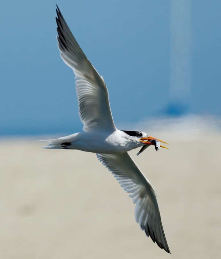 elegant tern at mission creek, santa barbara county, california (50223597486) elegant tern at mission creek, santa barbara county, california (50223597486)