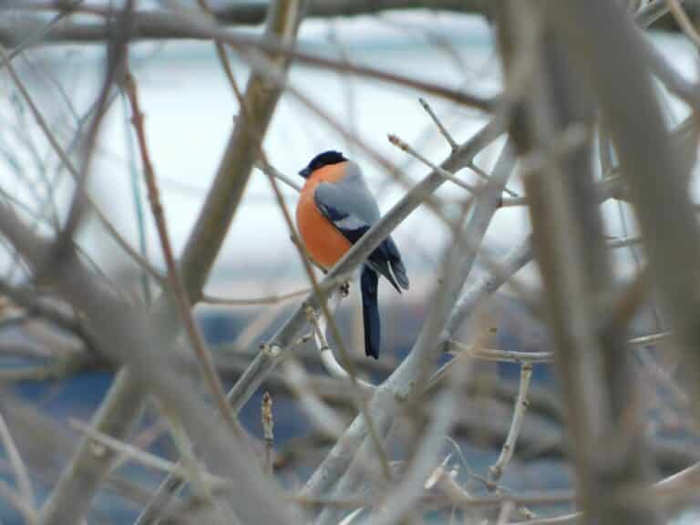 zimovka, mužjak (pyrrhula pyrrhula) eurasian bullfinch, male
