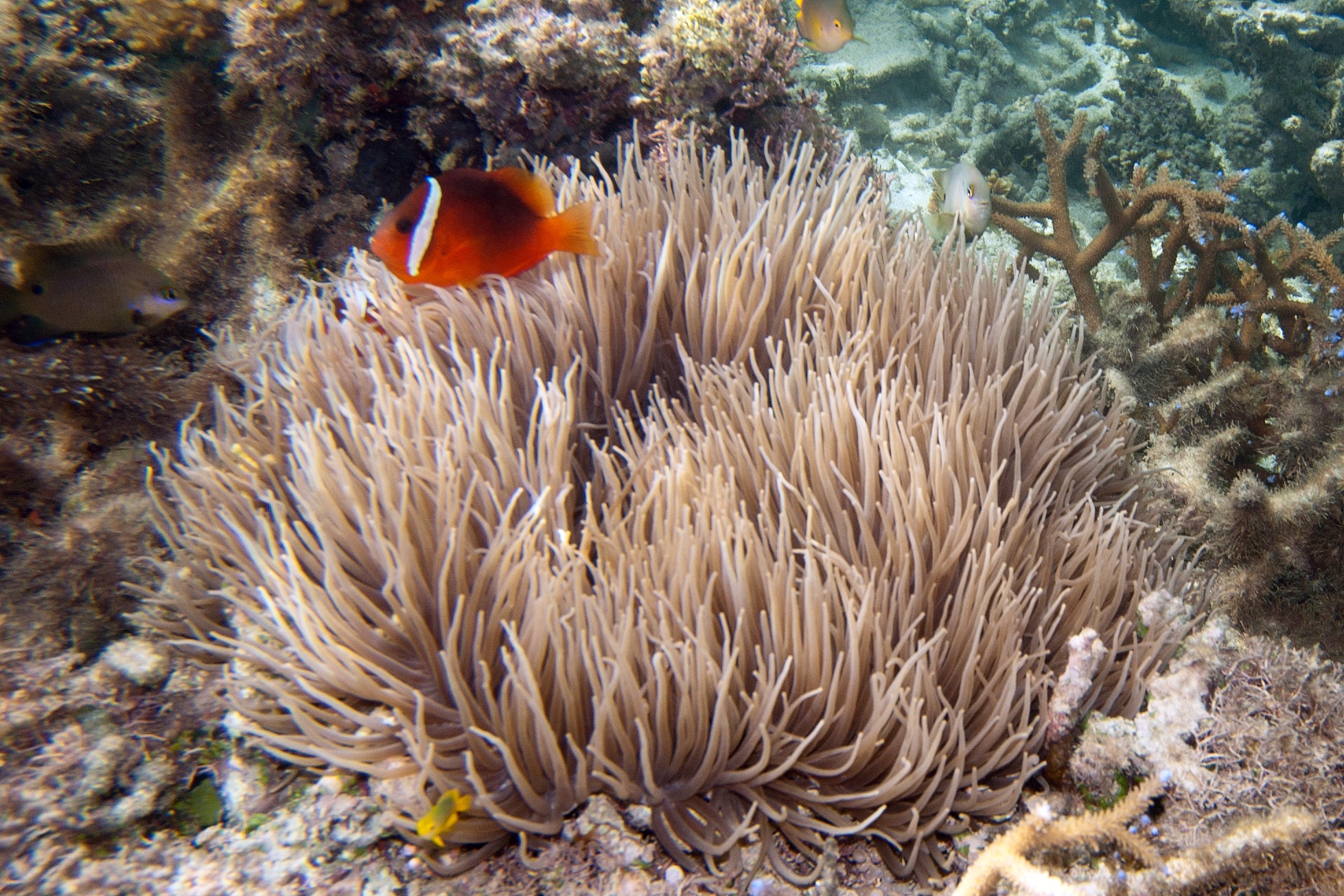 dusky anemonefish amphiprion melanopus and leathery sea anemone heteractis crispa (7504784418) dusky anemonefish amphiprion melanopus and leathery sea anemone heteractis crispa (7504784418)