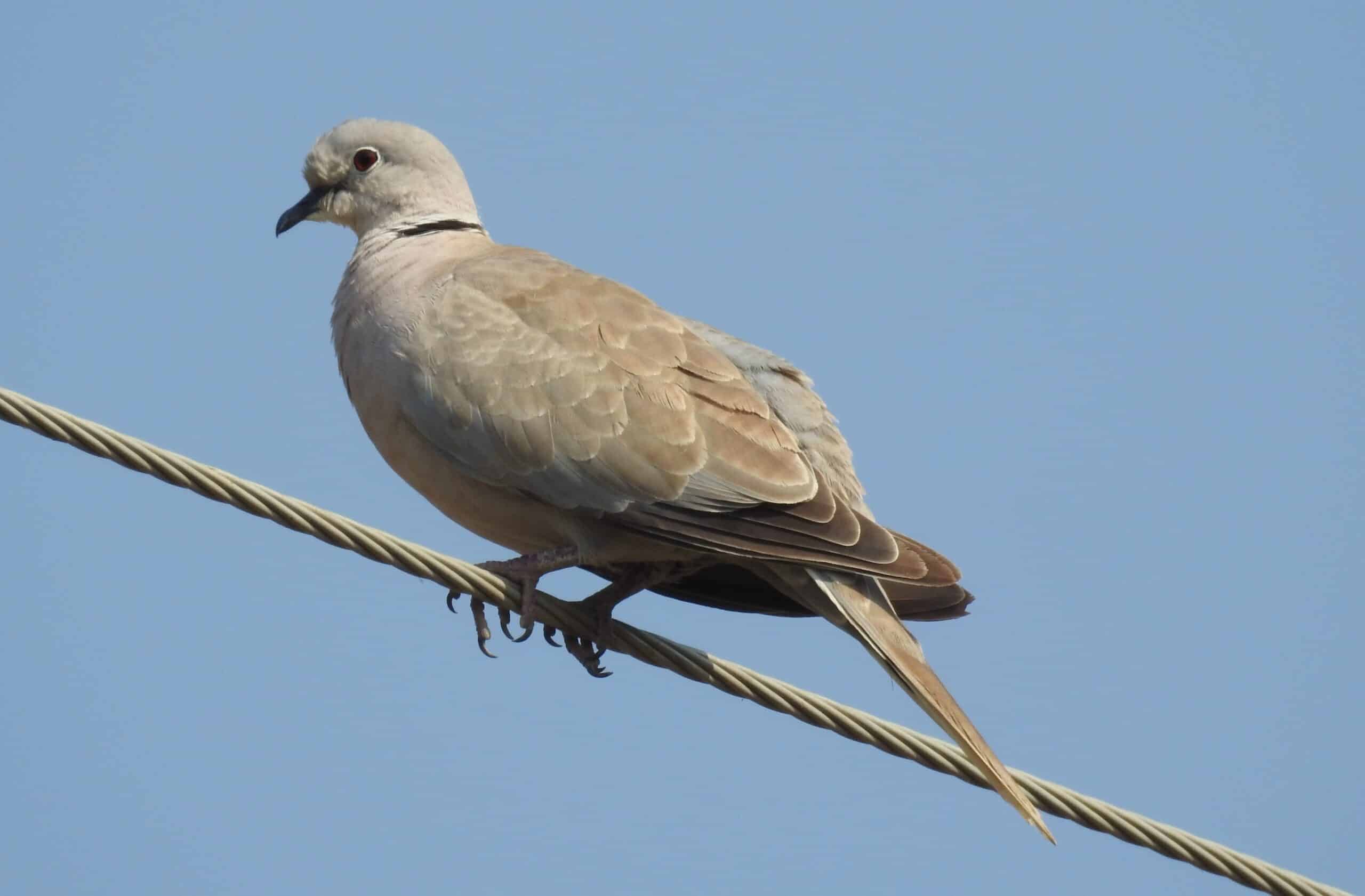 file:eurasian collared dove streptopelia decaocto by dr. raju kasambe dscn2357 (5).jpg file:eurasian collared dove streptopelia decaocto by dr. raju kasambe dscn2357 (5).jpg