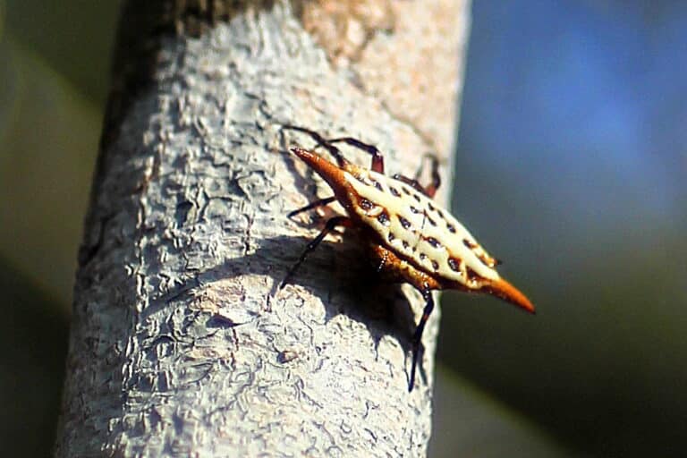 gasteracantha versicolor, kirindy forest gasteracantha versicolor, kirindy forest